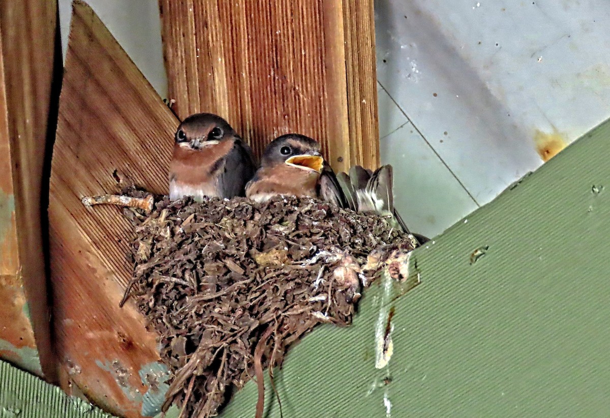 Welcome Swallow - ML644259513