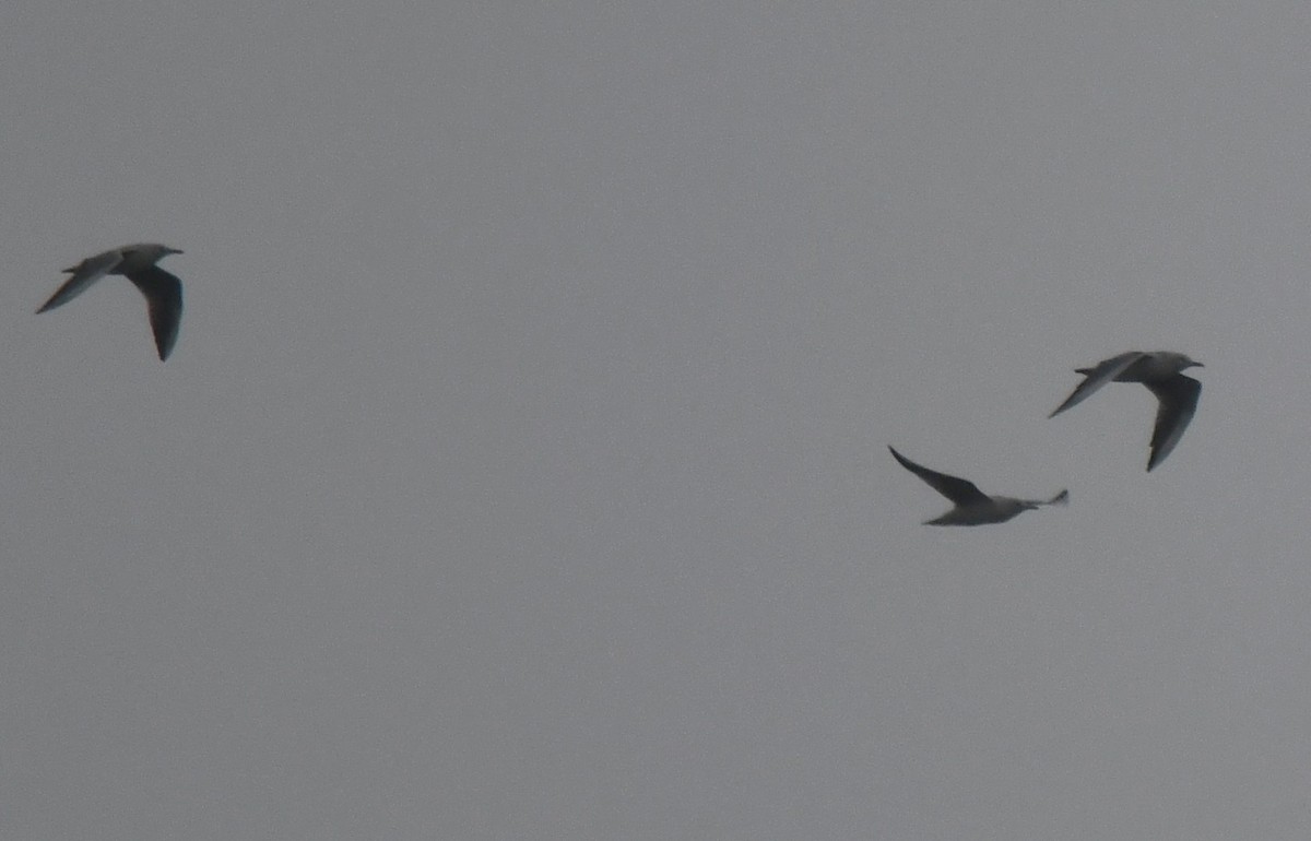 Gaviota/Gavión sp. - ML644259515