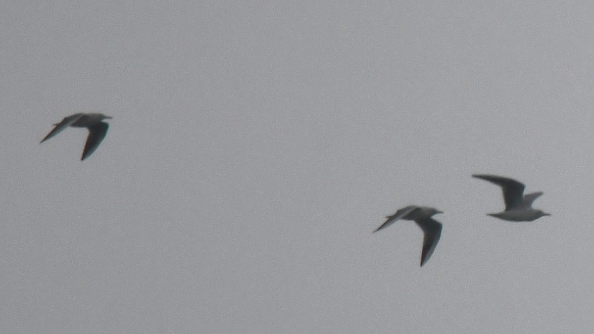 Gaviota/Gavión sp. - ML644259516