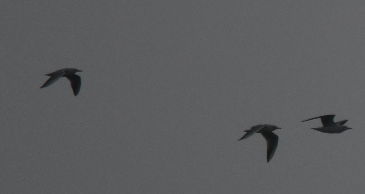 Gaviota/Gavión sp. - ML644259522