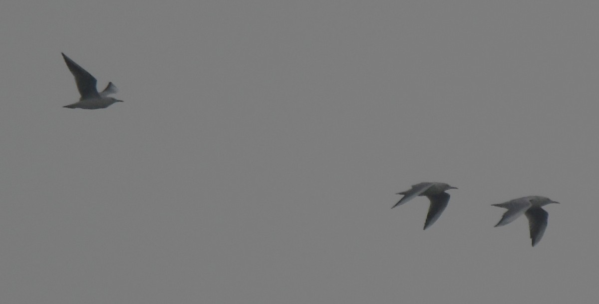 Gaviota/Gavión sp. - ML644259523