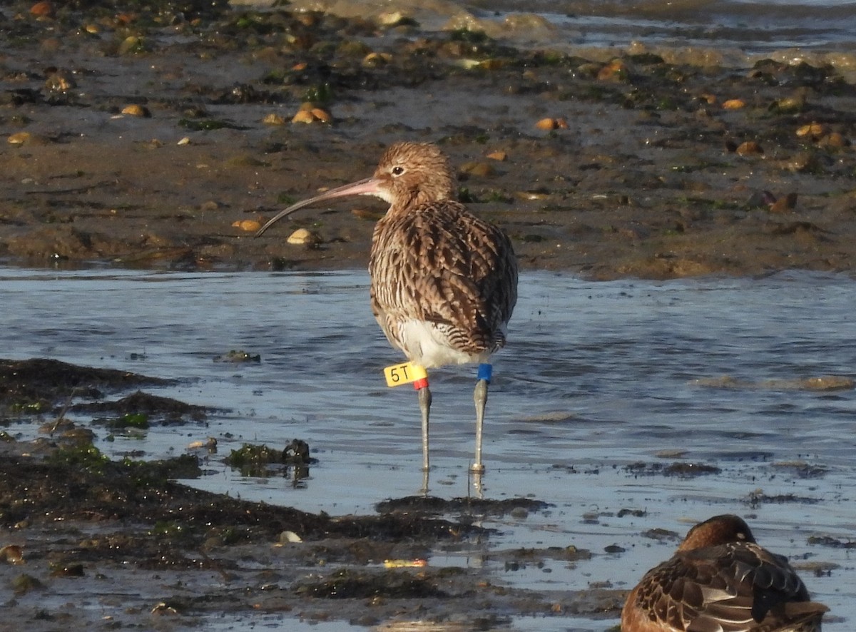 חרמשון גדול - ML644259533