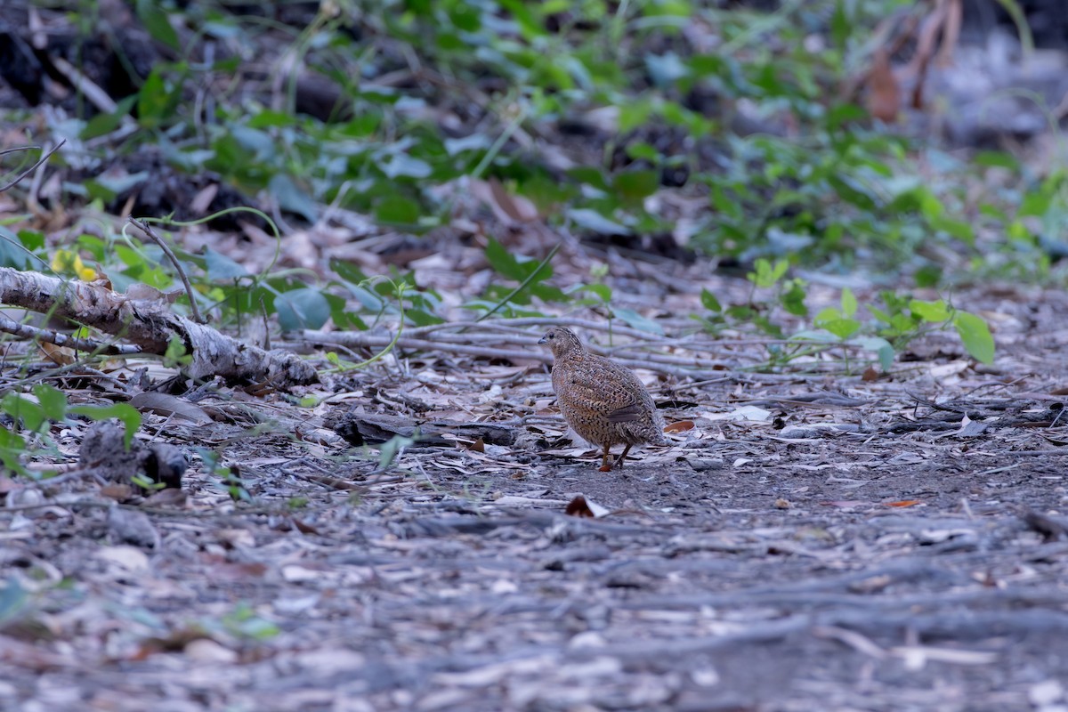 Перепілка бура - ML644259537