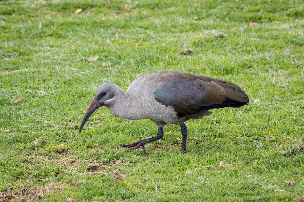 Hadada Aynağı - ML644259551