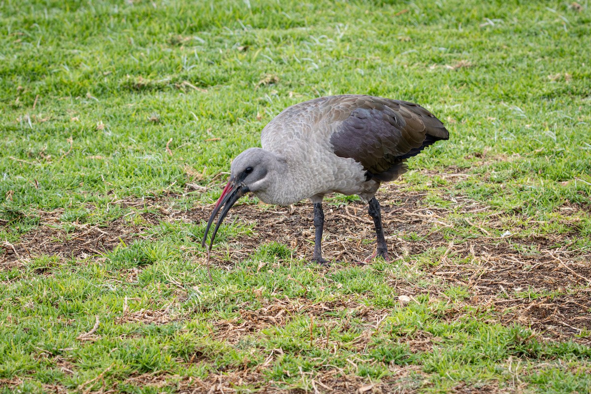 Hadada Aynağı - ML644259552