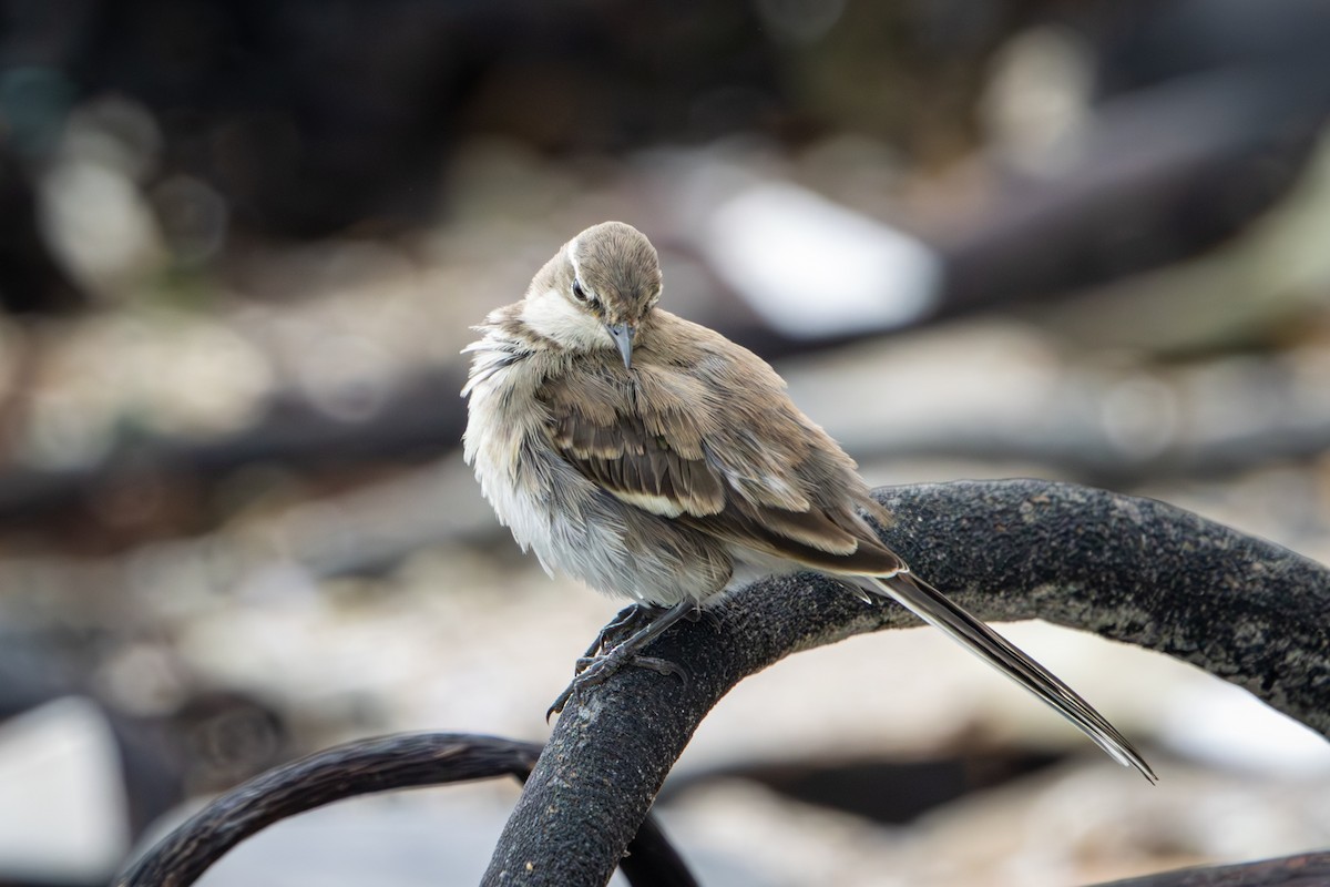 konipas jihoafrický - ML644259554