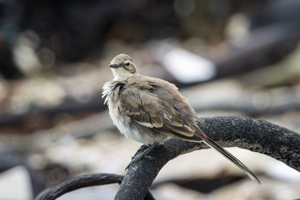 konipas jihoafrický - ML644259555