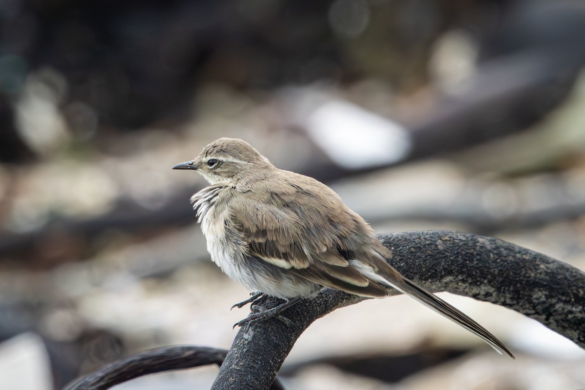 konipas jihoafrický - ML644259556