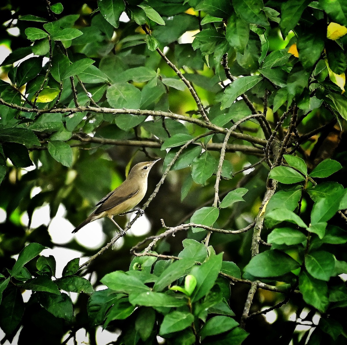 Rousserolle des buissons - ML644259572