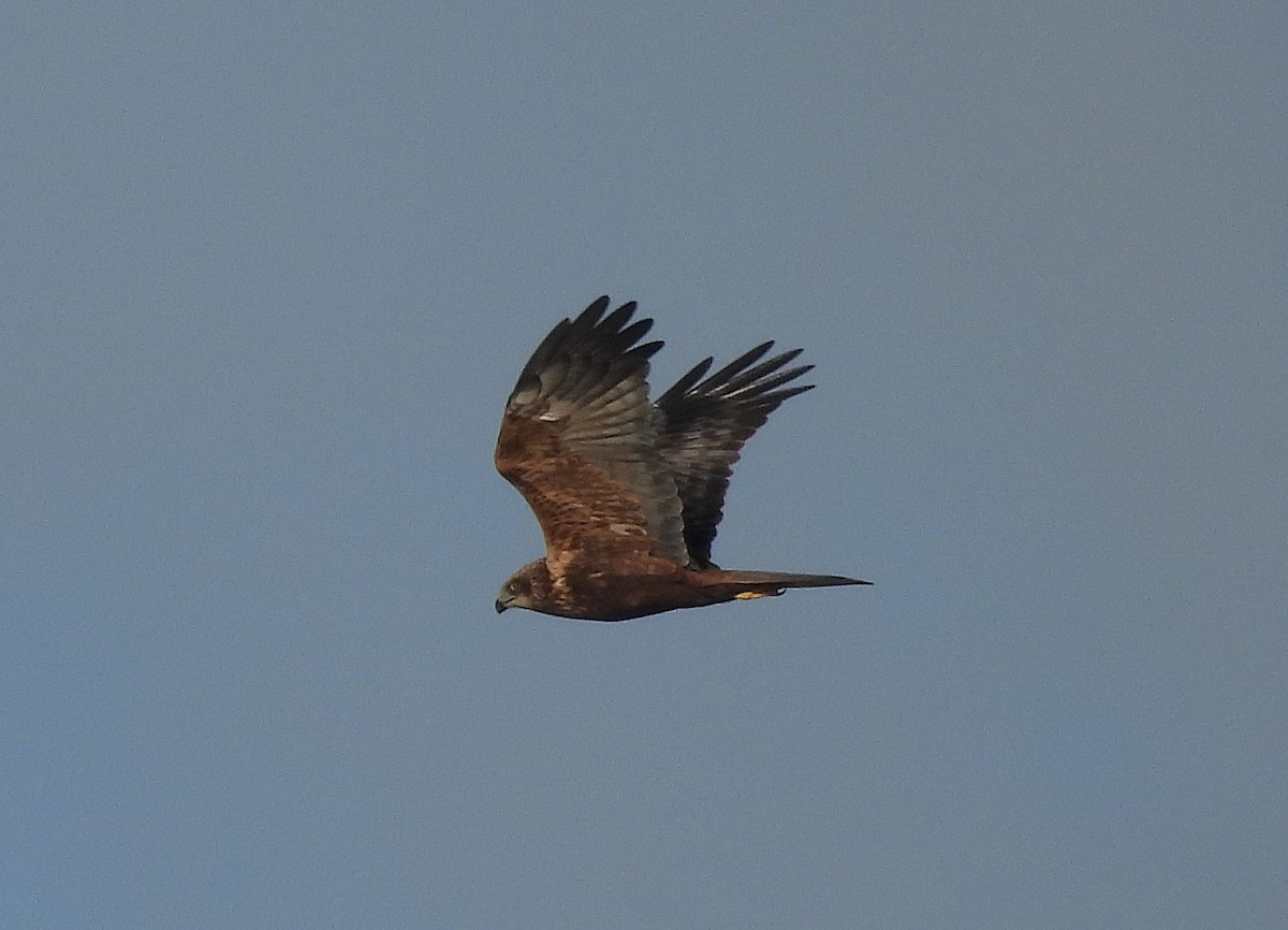 זרון סוף - ML644259583