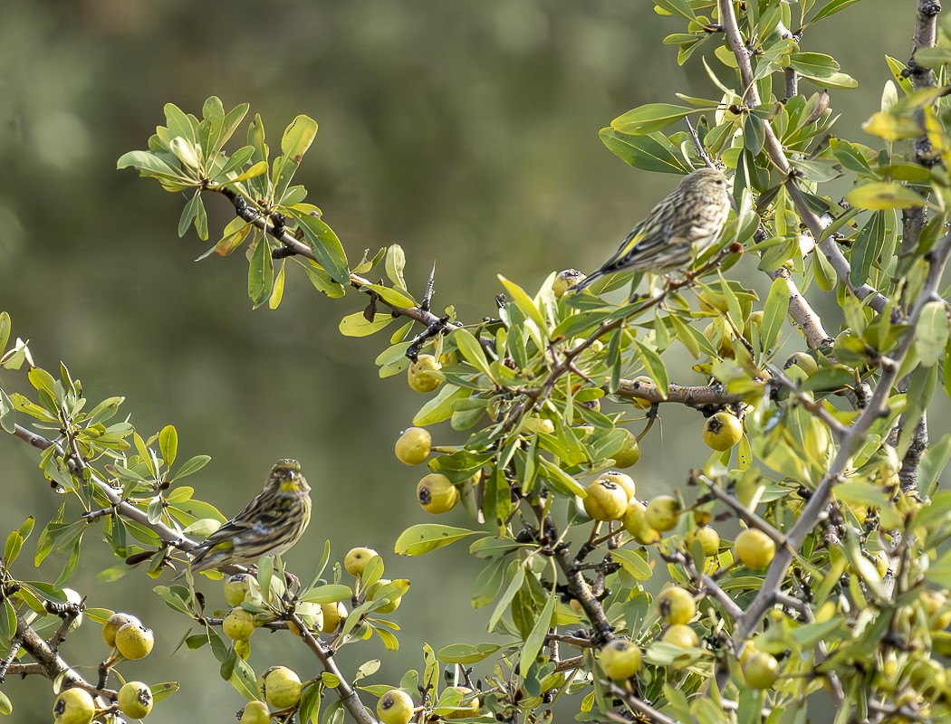 Verzellino - ML644259586