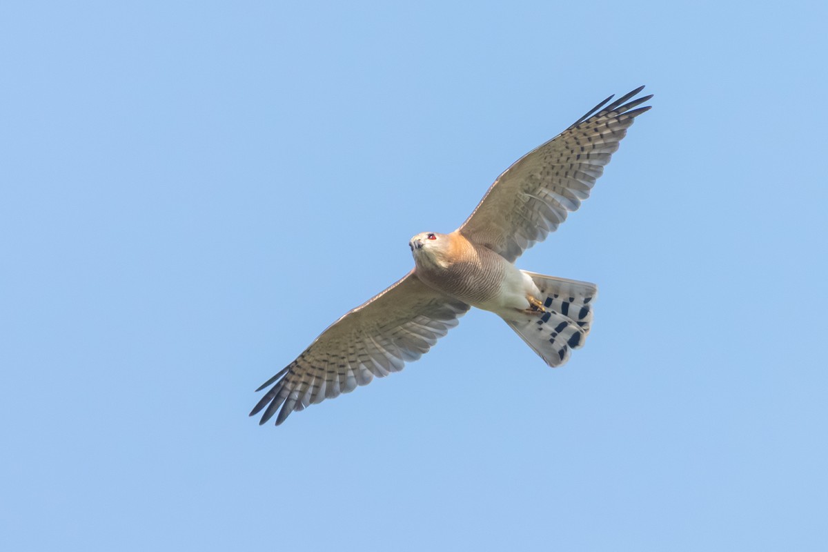 Shikra - ML644259587