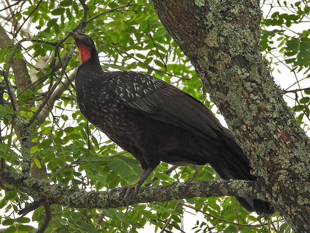 Yungas Guan - ML644259601