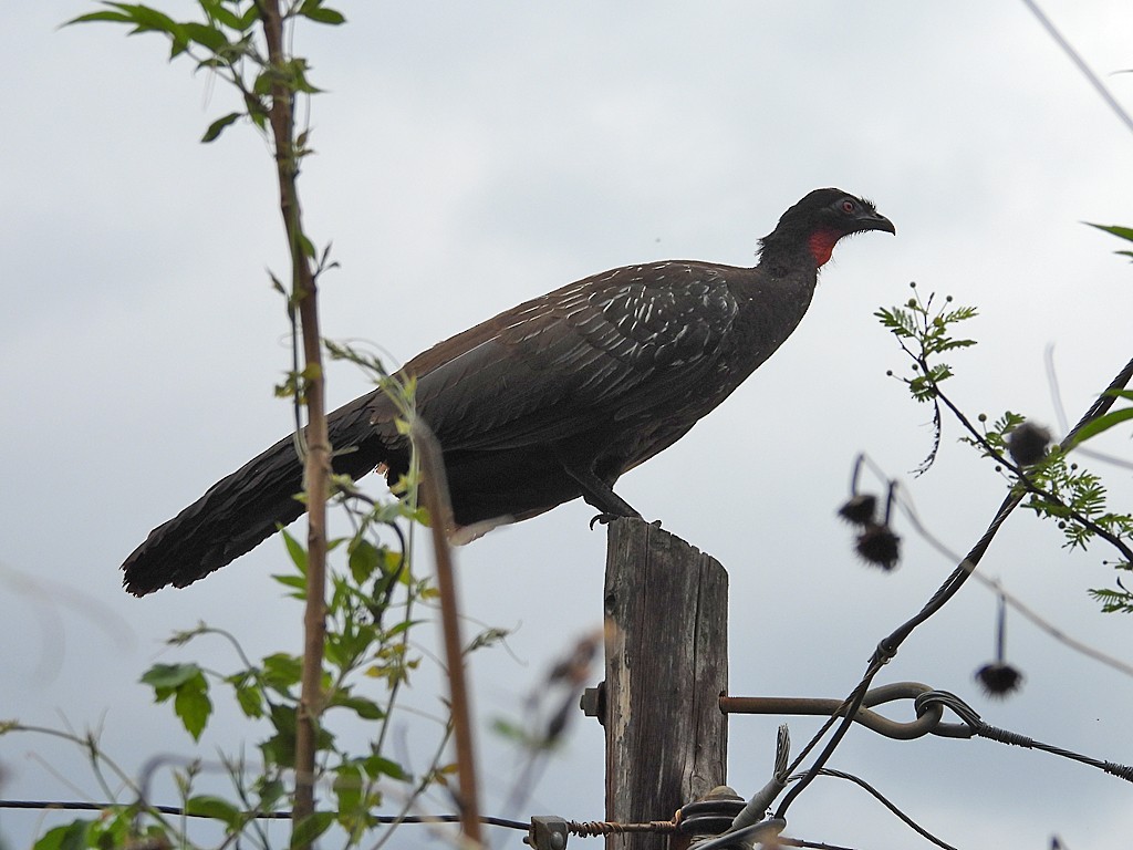 Yungas Guan - ML644259603