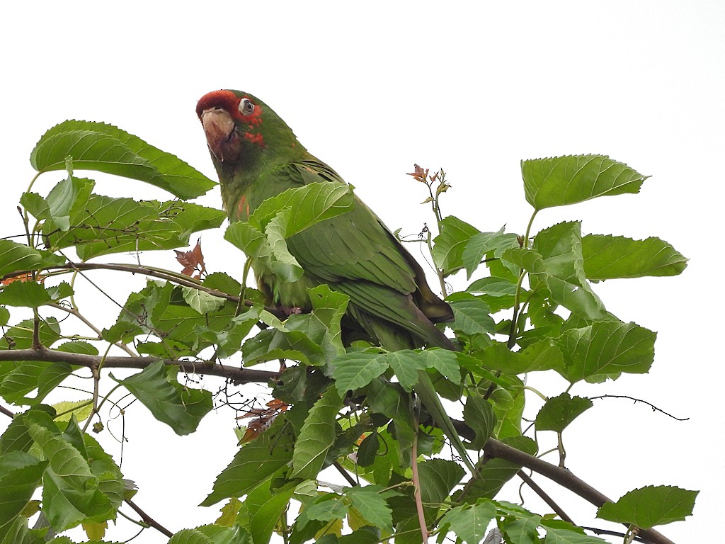 Alev Başlıklı Papağan - ML644259621