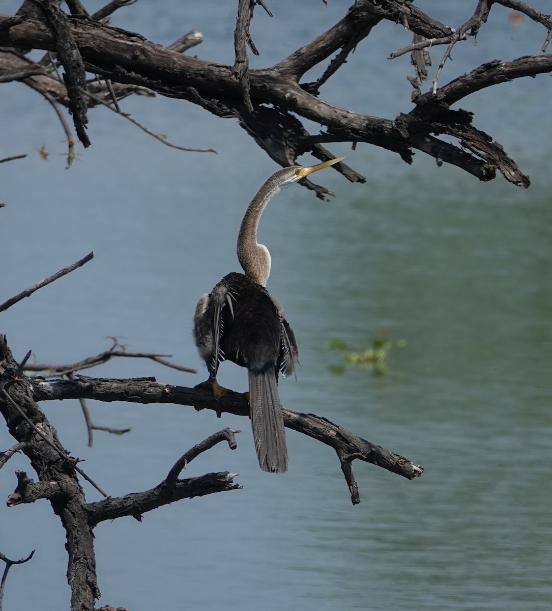 Anhinga roux - ML644259641