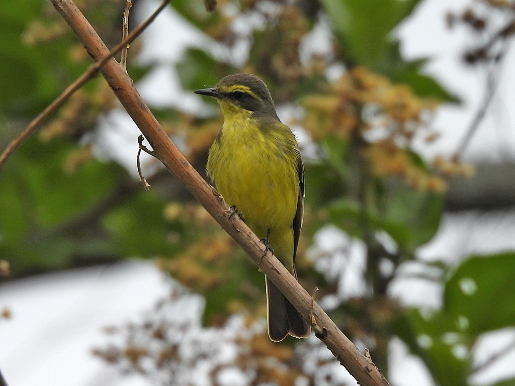 キマユタイランチョウ - ML644259645