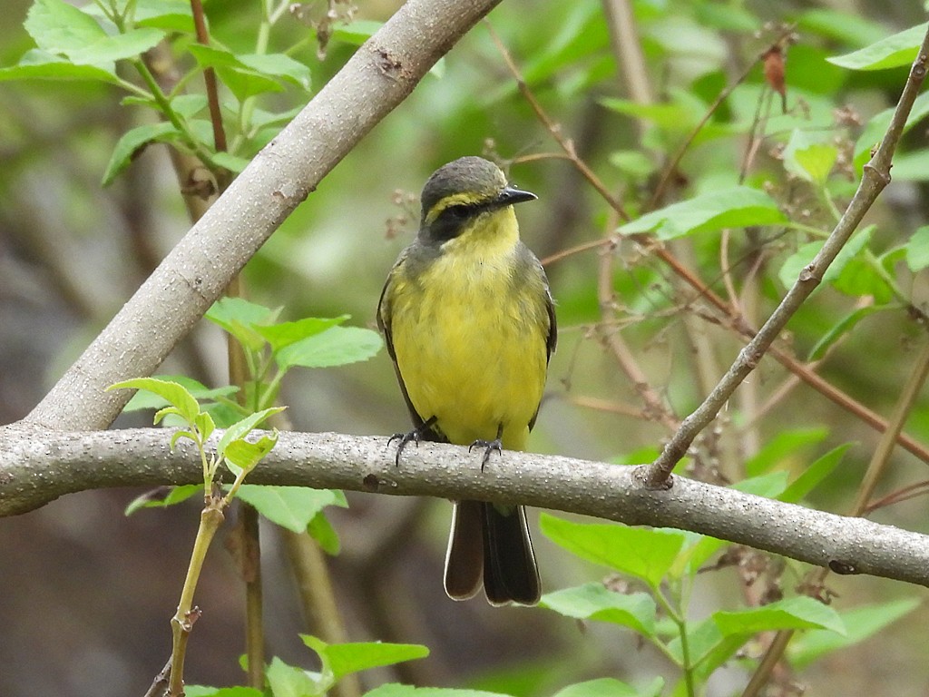 キマユタイランチョウ - ML644259646