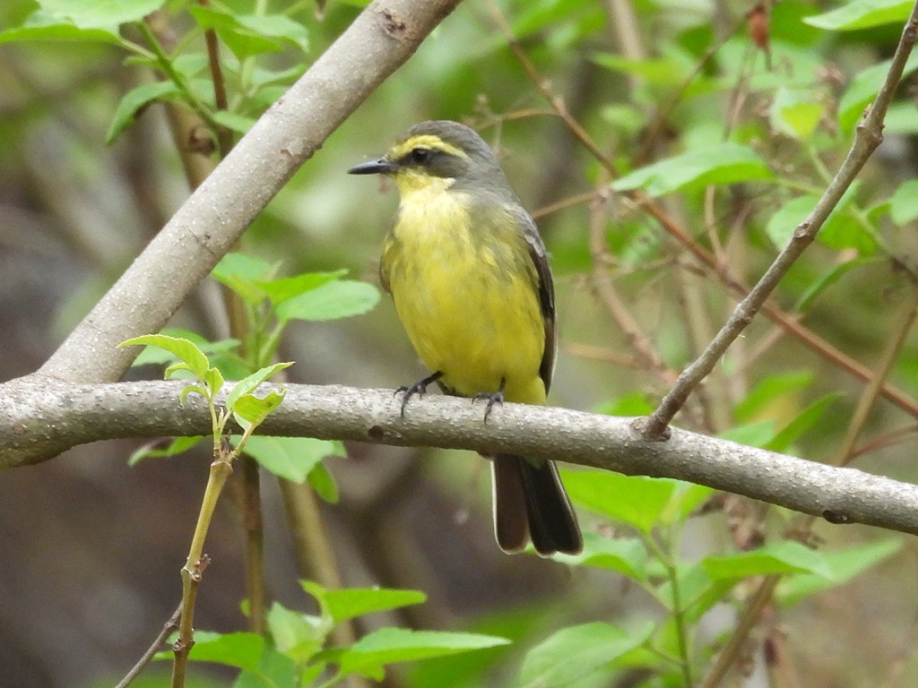 キマユタイランチョウ - ML644259647