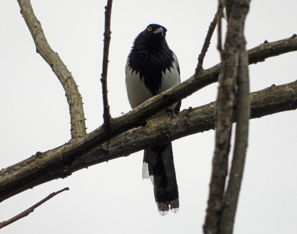 Magpie Tanager - ML644259650