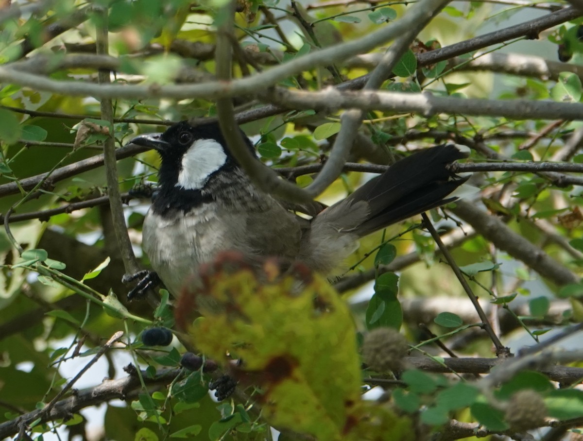 シロミミヒヨドリ - ML644259659