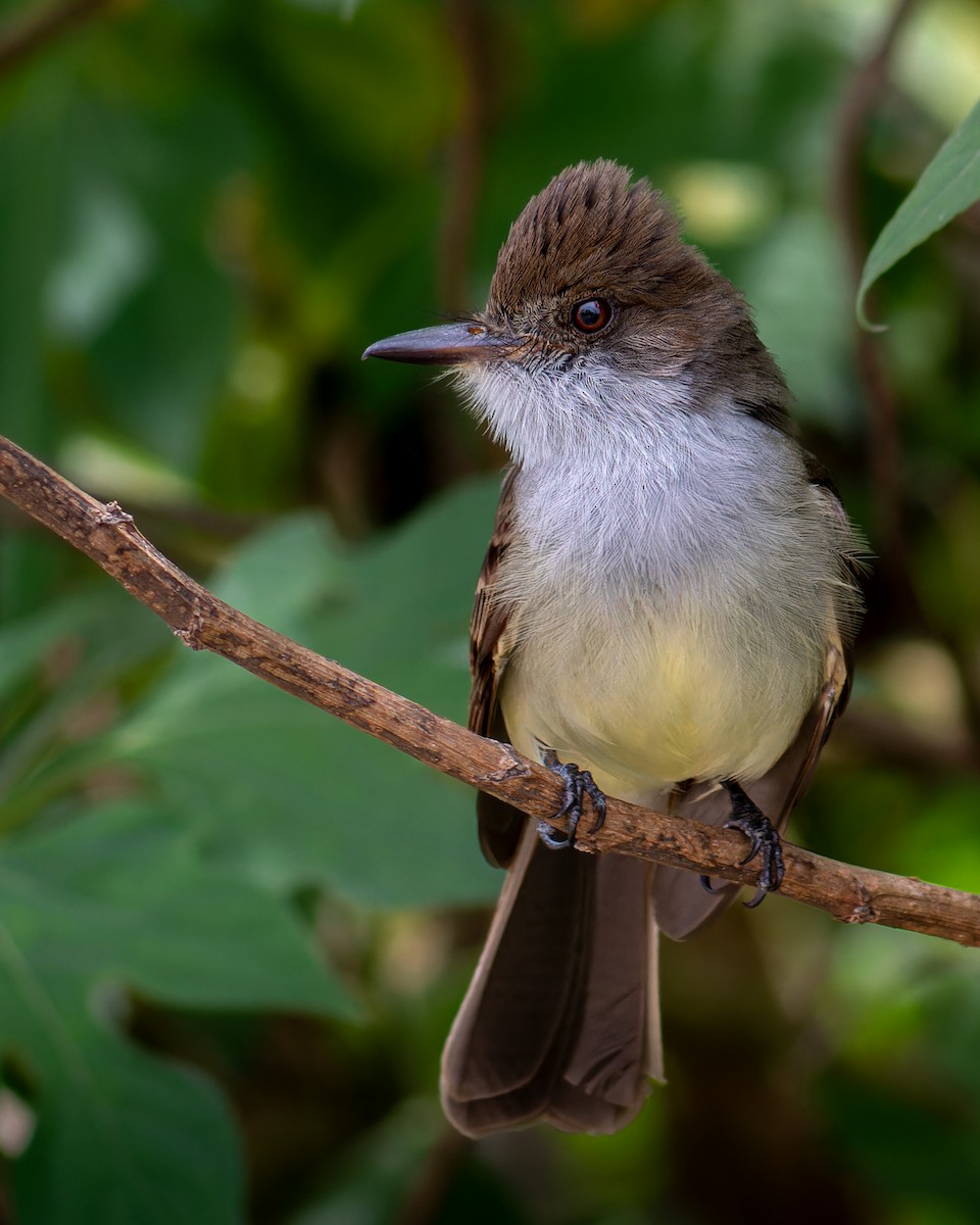 Swainson's Flycatcher - ML644259661