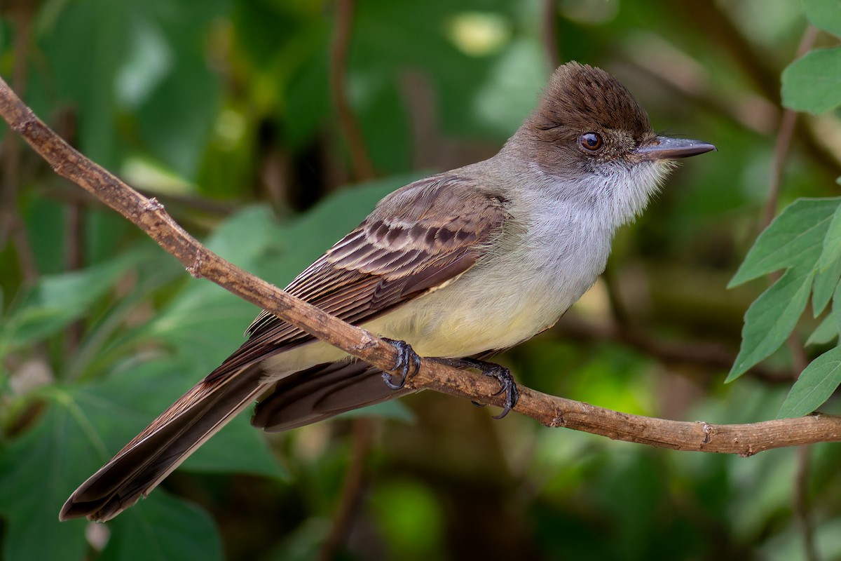 Swainson's Flycatcher - ML644259662