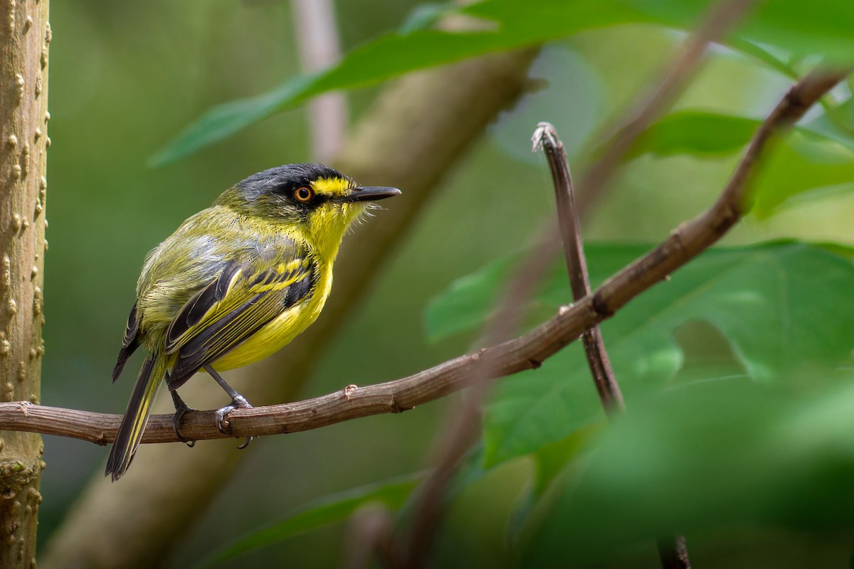 Gray-headed Tody-Flycatcher - ML644259682