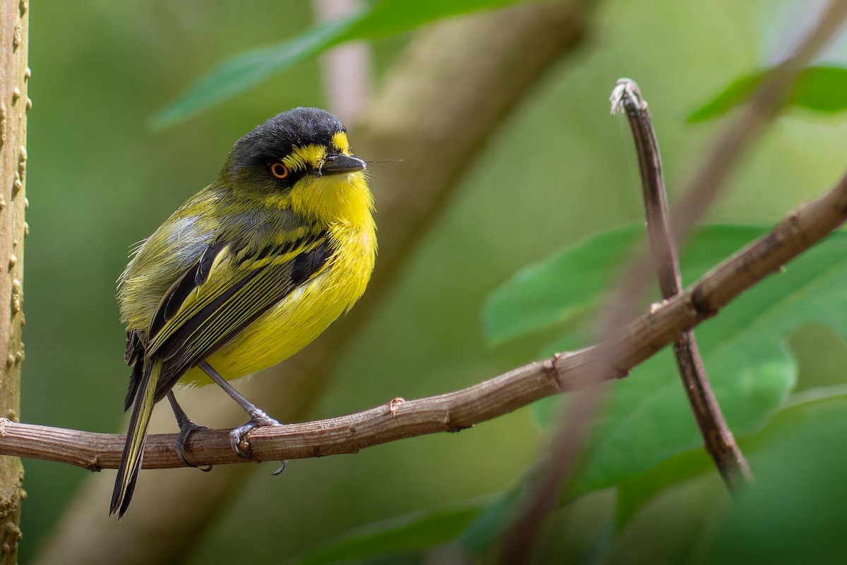 Gray-headed Tody-Flycatcher - ML644259683