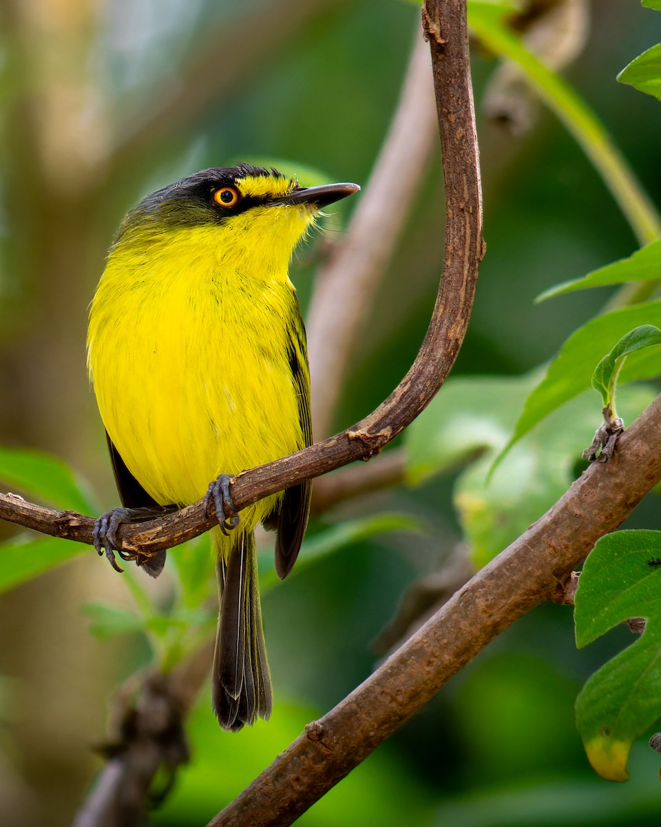 Gray-headed Tody-Flycatcher - ML644259684