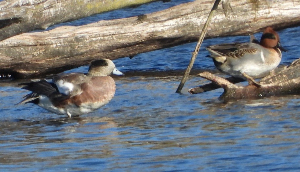 Amerika Fiyusu - ML644259686