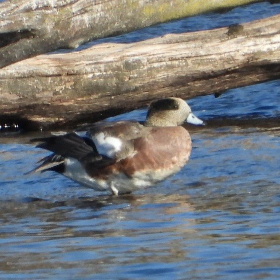 Amerika Fiyusu - ML644259687