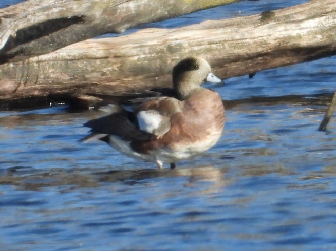 Amerika Fiyusu - ML644259688