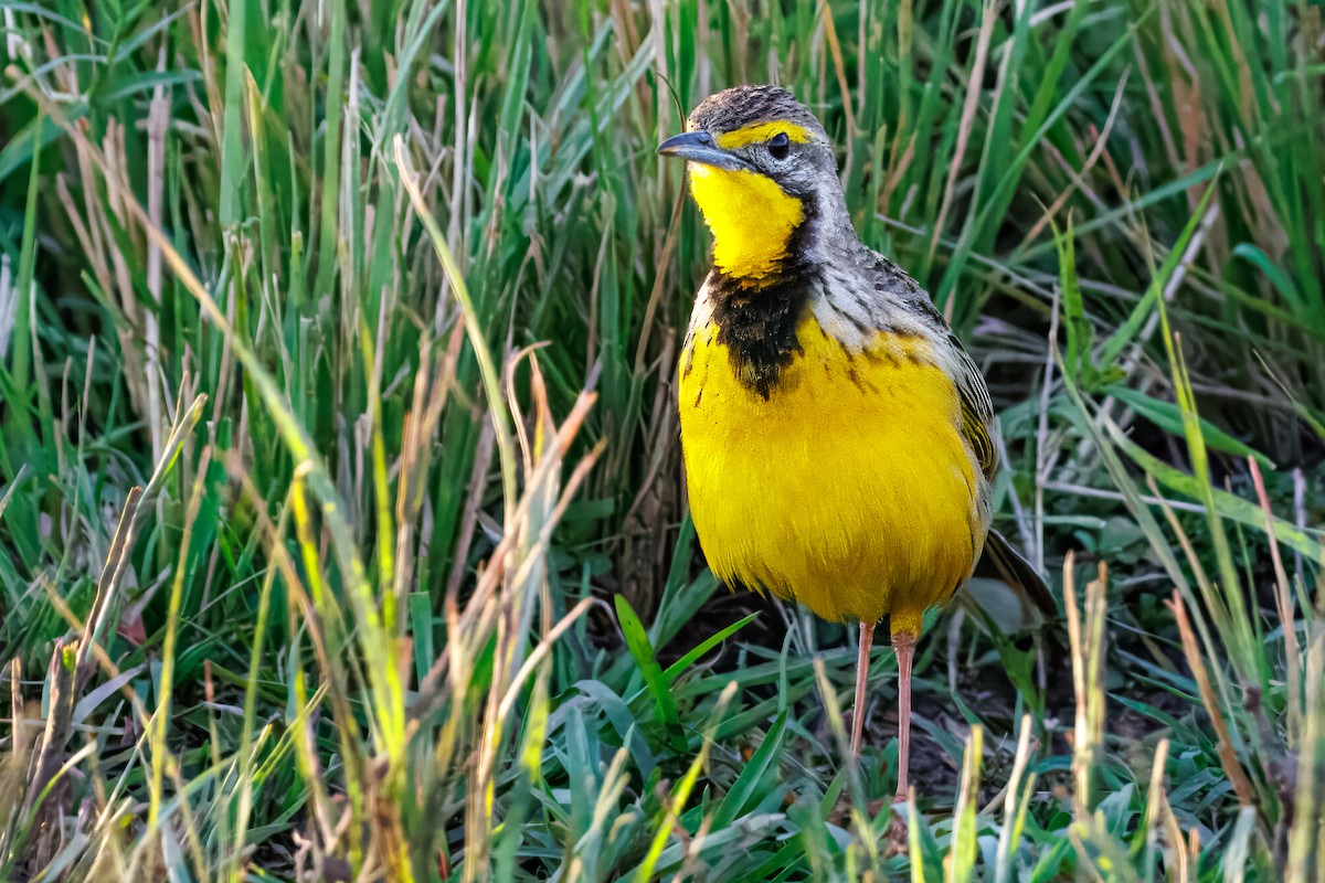 gulstrupepiplerke - ML644259696