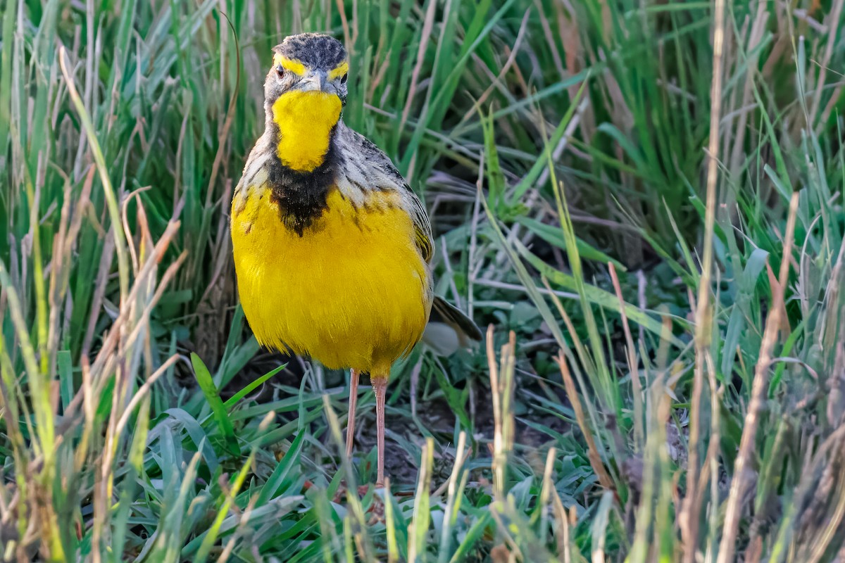 gulstrupepiplerke - ML644259697