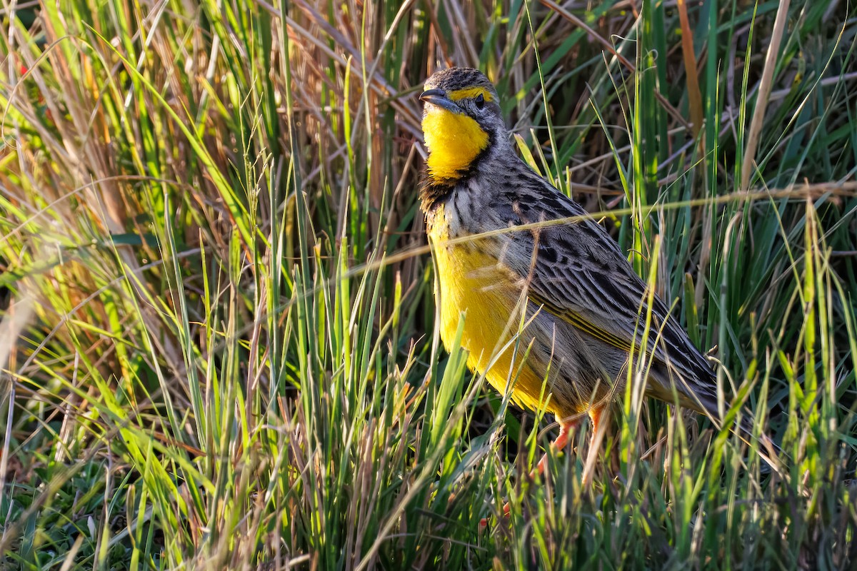 gulstrupepiplerke - ML644259698