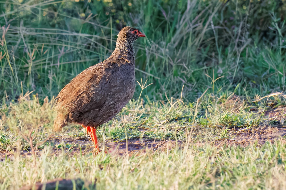 Red-necked Spurfowl - ML644259702