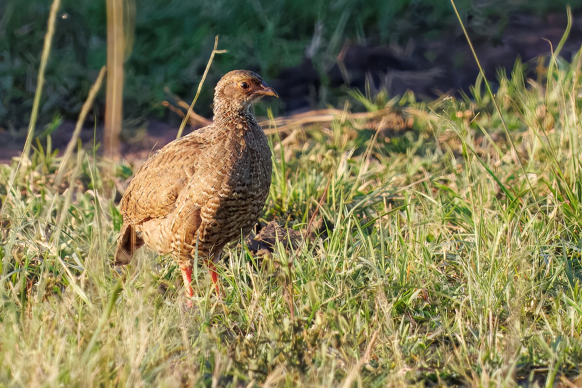 Red-necked Spurfowl - ML644259703