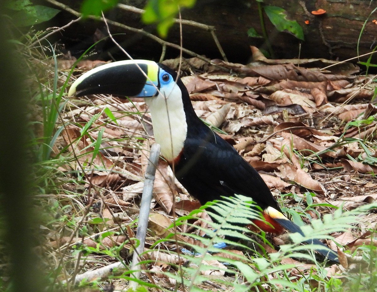 White-throated Toucan - ML644259716