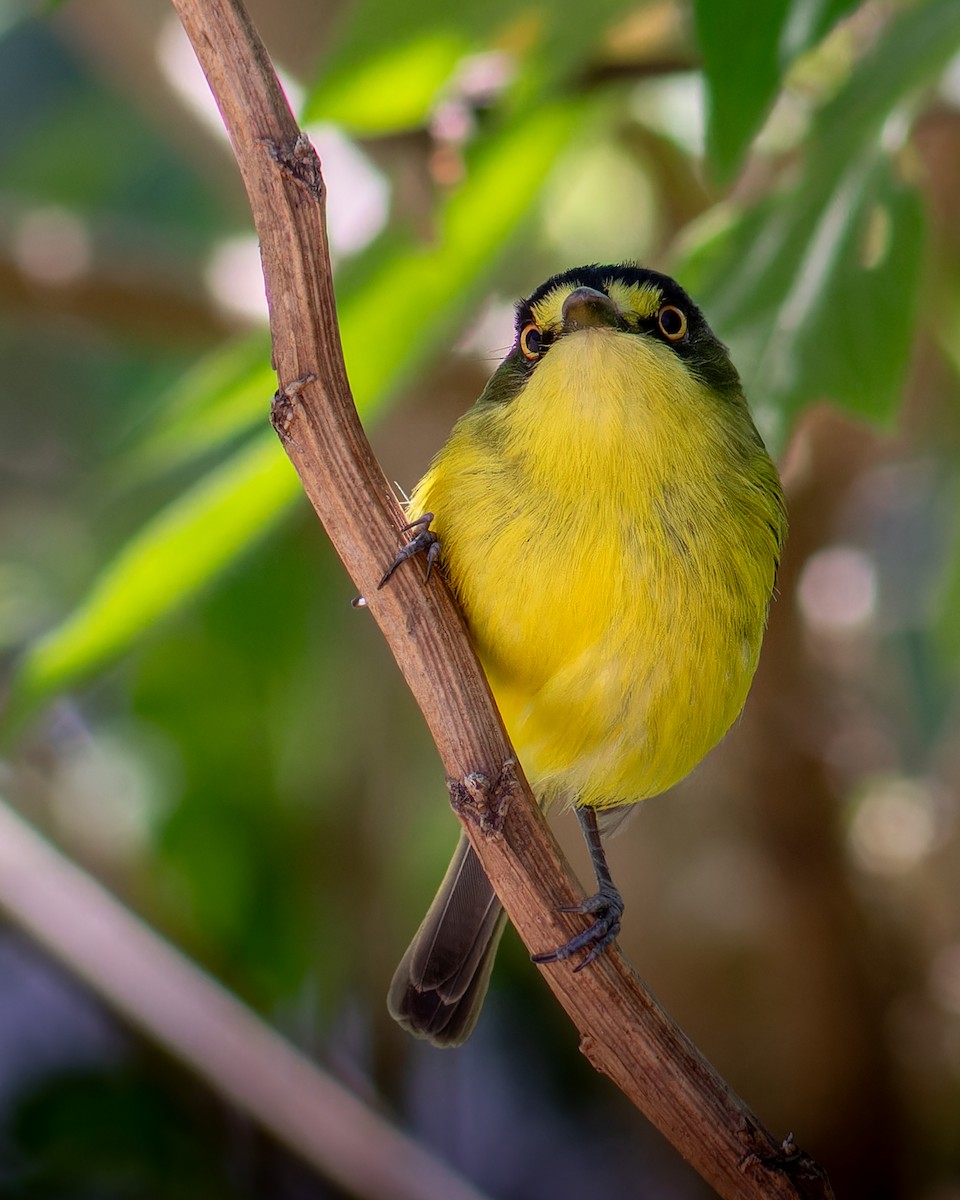 Gray-headed Tody-Flycatcher - ML644259717