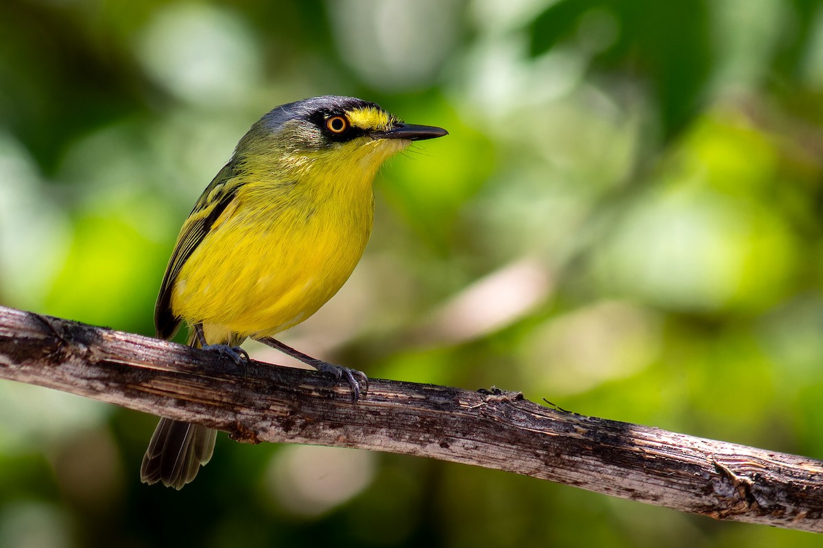 Gray-headed Tody-Flycatcher - ML644259718
