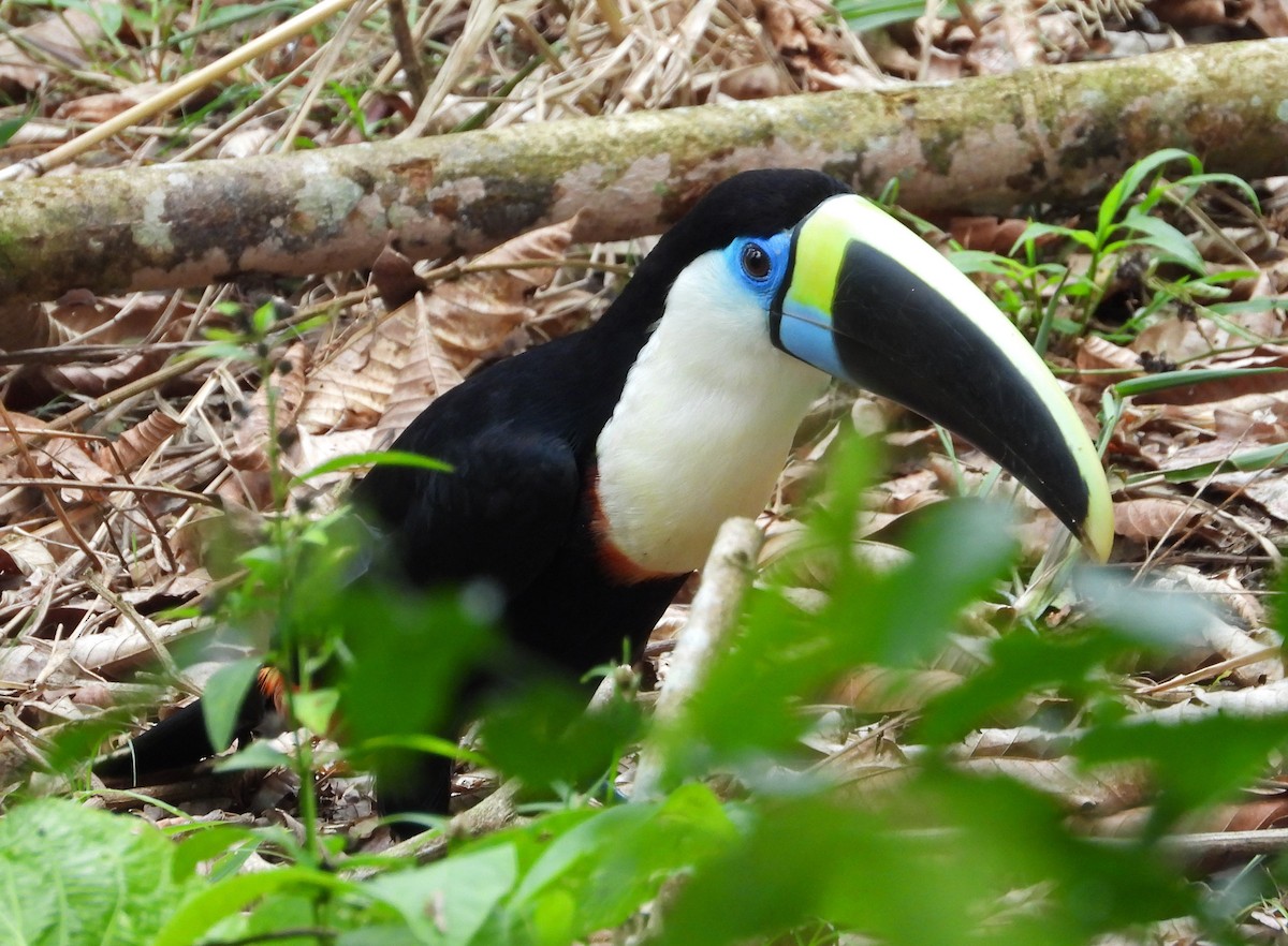 White-throated Toucan - ML644259719