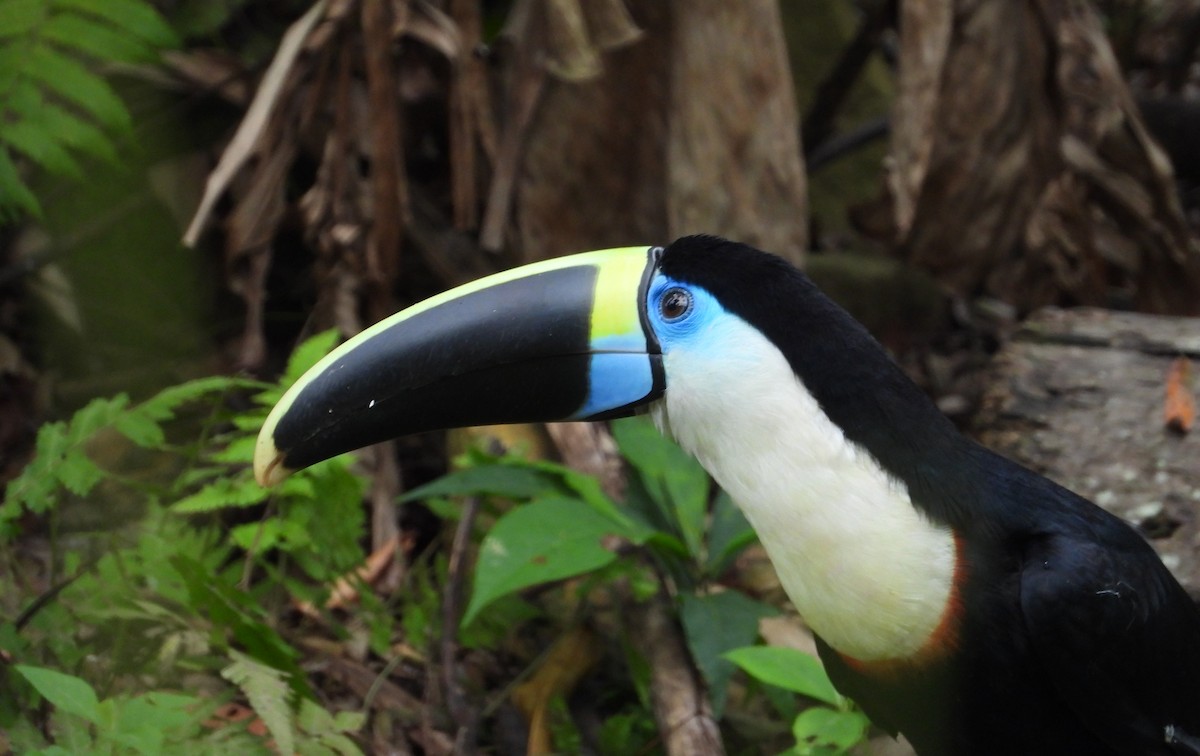 White-throated Toucan - ML644259722