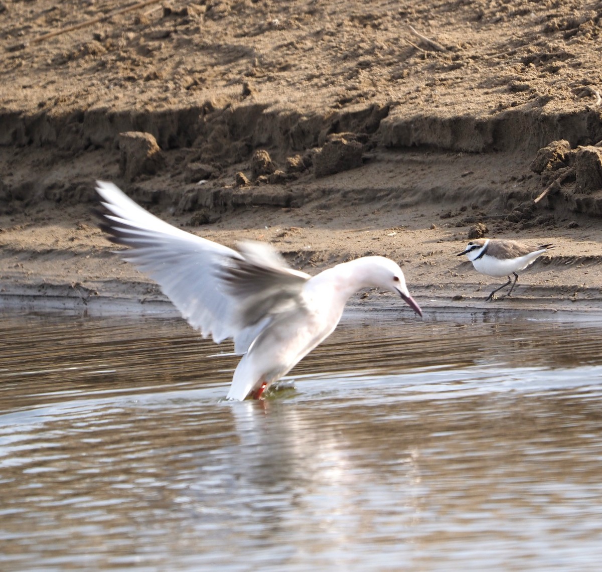 Slender-billed Gull - ML644259723