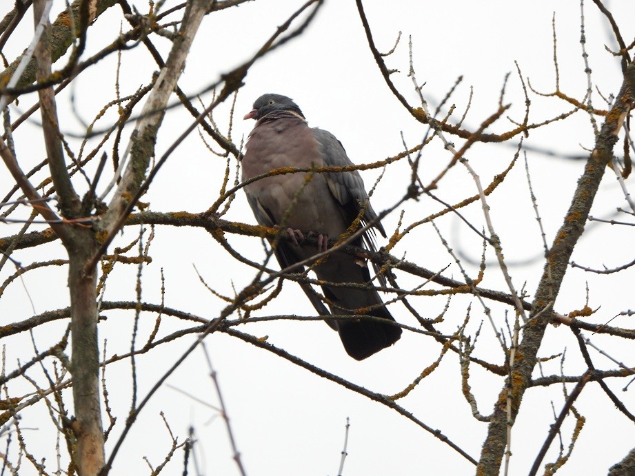 Tahtalı - ML644259725