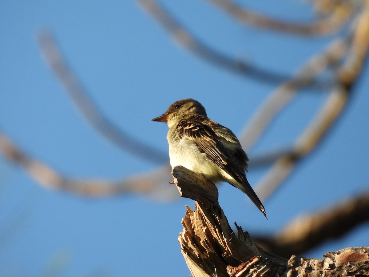 Eastern Wood-Pewee - ML644259726