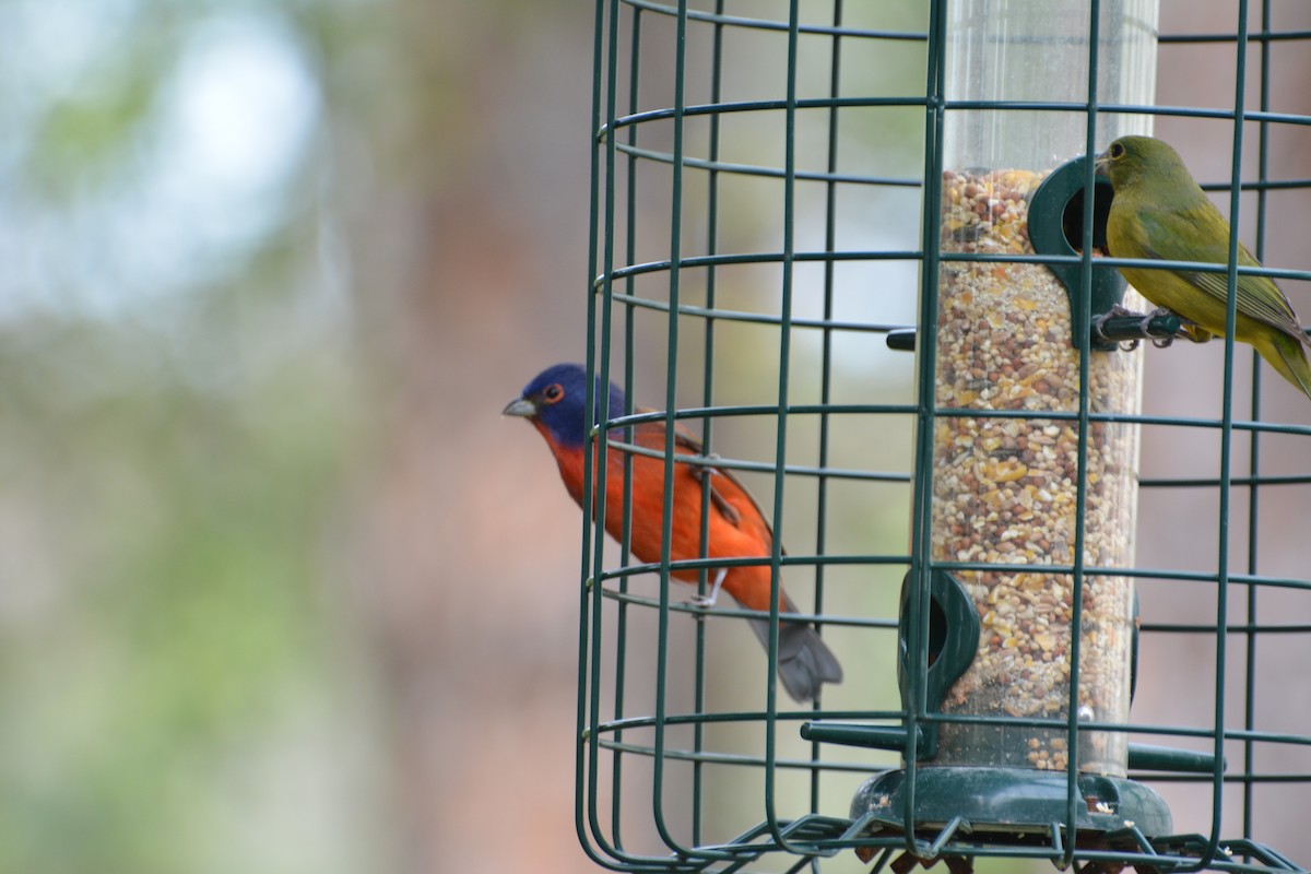 Papstfink - ML644259731