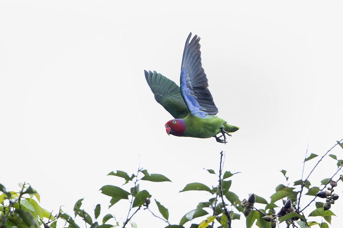 Red-cheeked Parrot - ML644259732