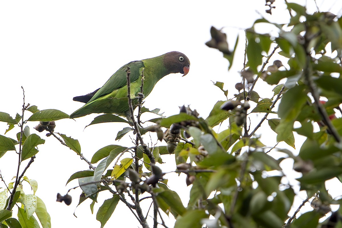 Red-cheeked Parrot - ML644259733
