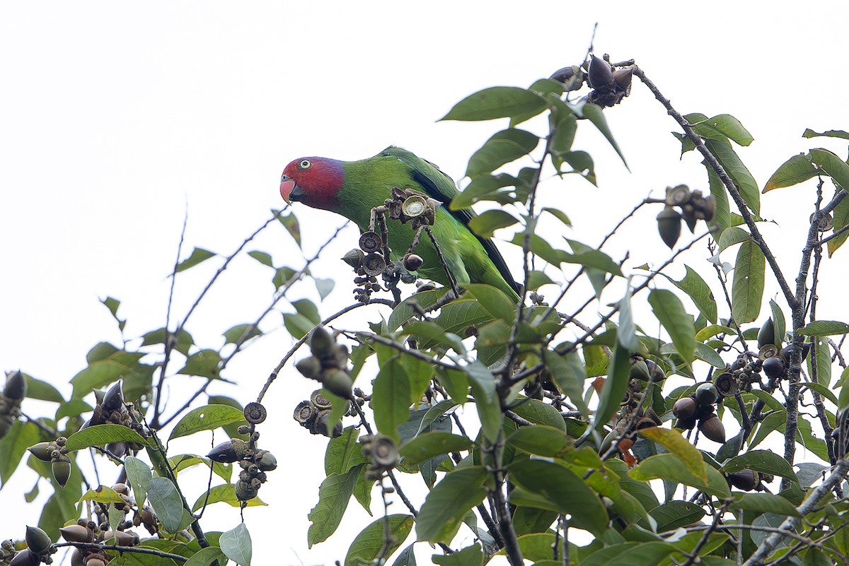Red-cheeked Parrot - ML644259734
